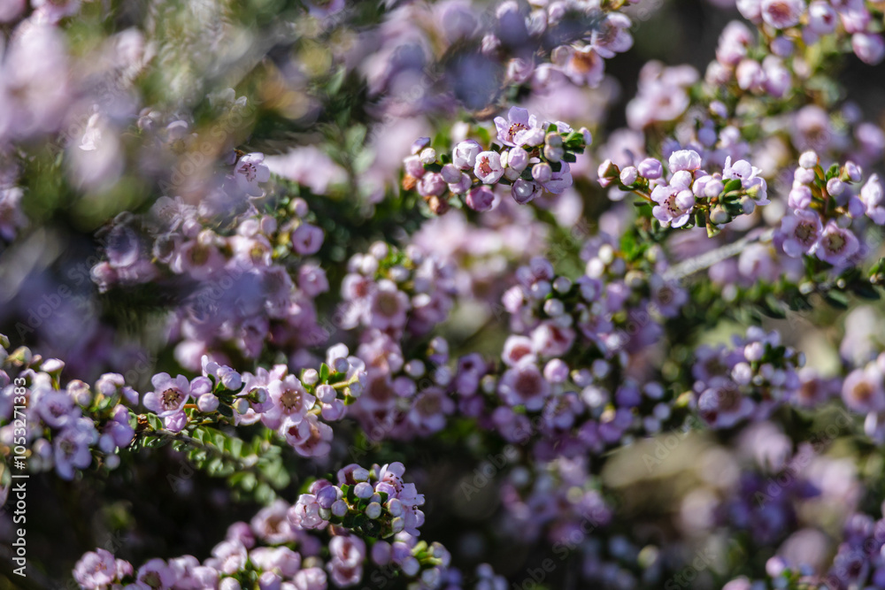 a dense thicket of shrubs, covered in small, delicate purple-pink flowers. The blooms are nestled amidst the green foliage, creating a soft, fresh-looking scene. The background is slightly blurred a dense thicket of shrubs, covered in small, delicate purple-pink flowers. The blooms are nestled amidst the green foliage, creating a soft, fresh-looking scene. The background is slightly blurred