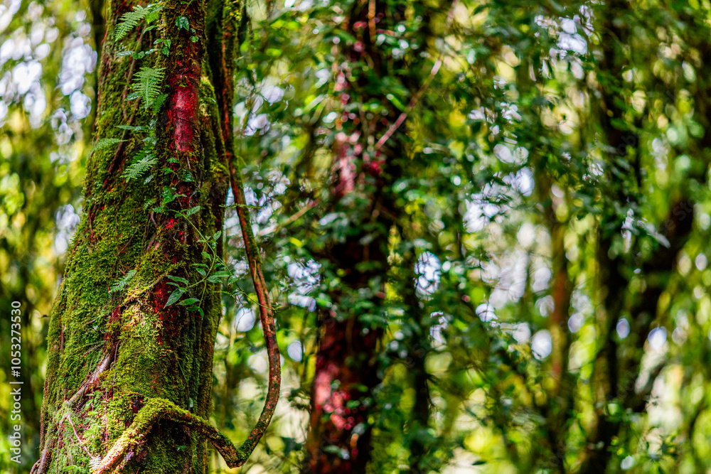 Obraz premium natural background of many species of plants that are laid out in the park, for the propagation of the species and to provide shade for those who stop by while traveling to study the ecology.