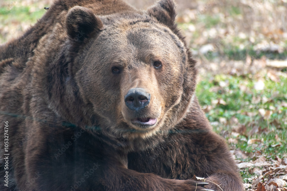 brown bear portrait brown bear portrait