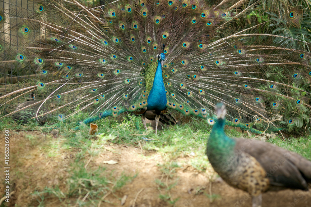 Obraz premium A pair of peafowl, a female peahen in the foreground and the male peacock displaying his train.
