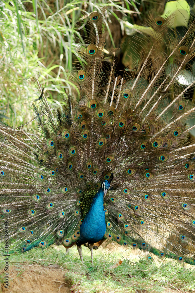 Obraz premium A peacock (pavo cristalus) showing its exquisite and vibrant plumage with detailed eye spots, highlighting the bird's natural beauty