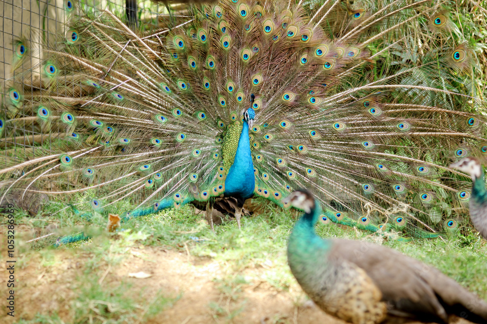 Obraz premium A pair of peafowl, a female peahen in the foreground and the male peacock displaying his train.