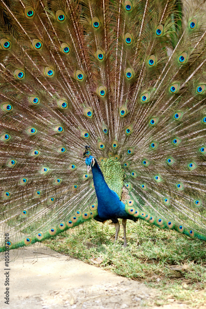 Obraz premium A peacock (pavo cristalus) showing its exquisite and vibrant plumage with detailed eye spots, highlighting the bird's natural beauty