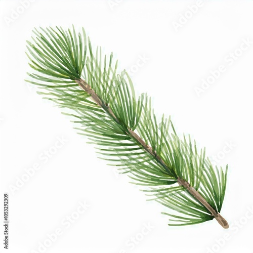 Watercolor long green pine branch isolated