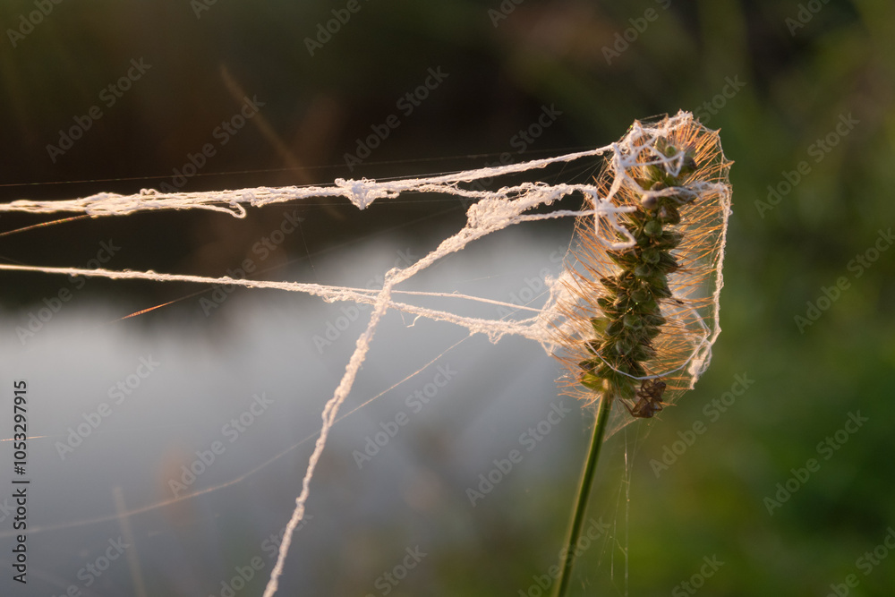 Web laid wire grass characteristic close up nature