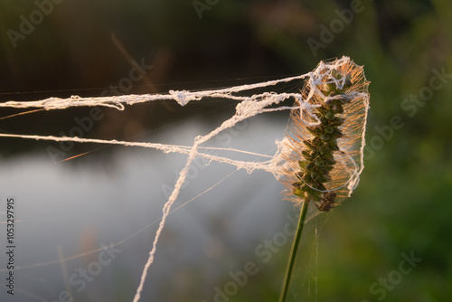 Obraz na płótnie Web laid wire grass characteristic close up nature w salonie