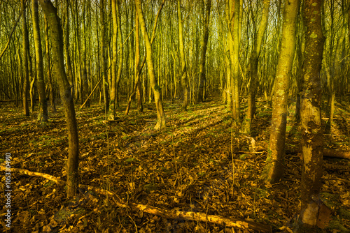 Backlight in forest with young trees, Netherlands.