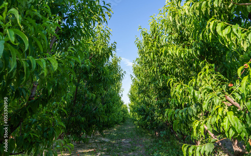 A lush orchard of fruit trees with thick green foliage creates a serene tunnel-like pathway. The ground is covered with scattered fallen fruits. photo