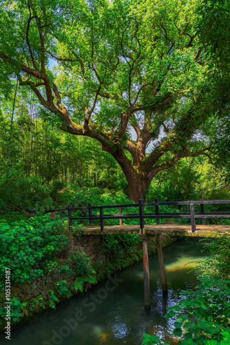 The beautiful scenery of forests and streams in mountainous areas of Zhejiang Province, China