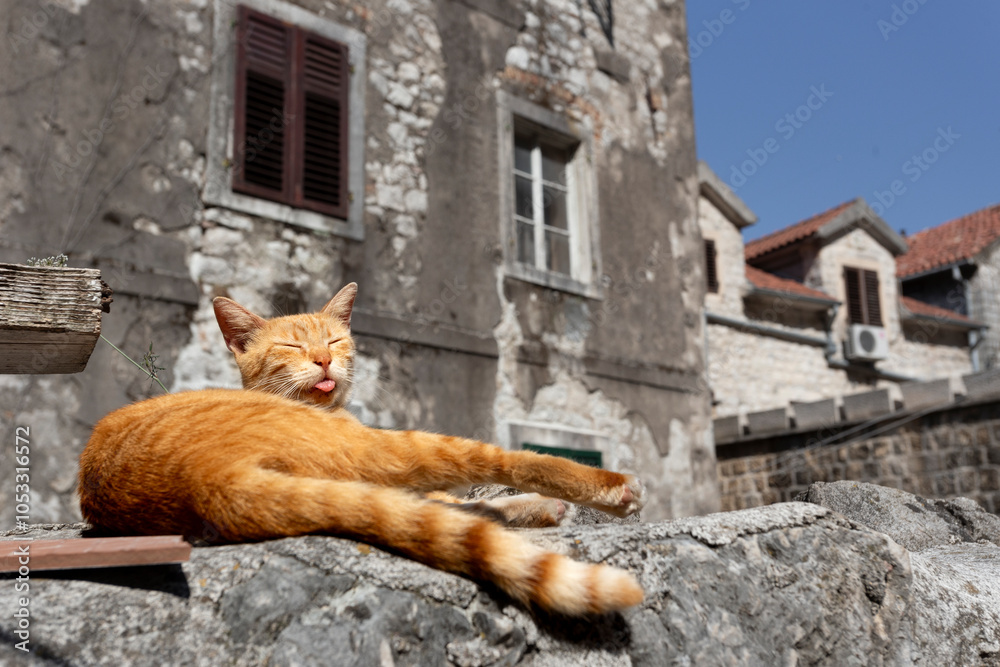 Ginger cat lying on the sun in old town of Kotor Ginger cat lying on the sun in old town of Kotor