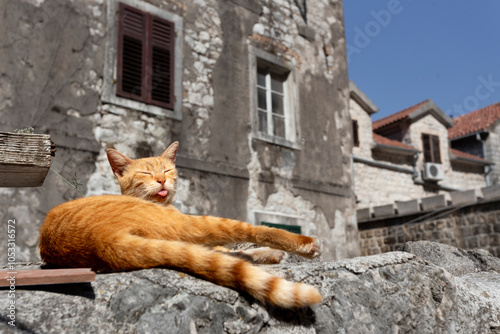 Ginger cat lying on the sun in old town of Kotor