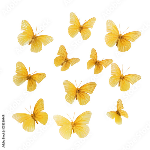 Yellow butterflies flying isolated on white or transparent background