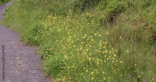 Wide shot of buttercup along a footpath in nature at Cogra Moss lake. West lake district photo