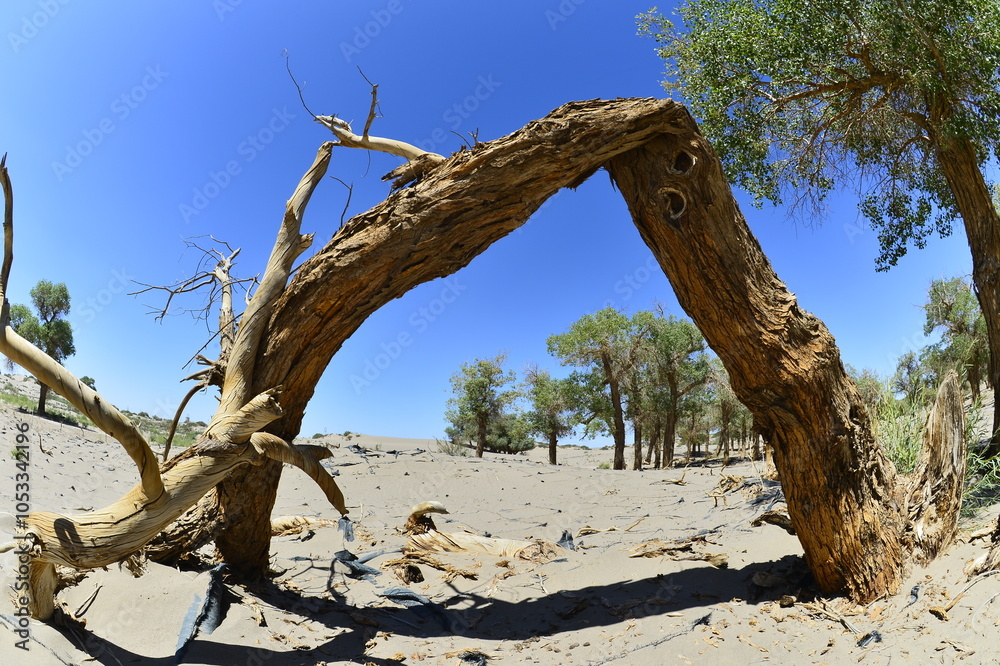 Fototapeta premium Populus euphratica trees in the desert