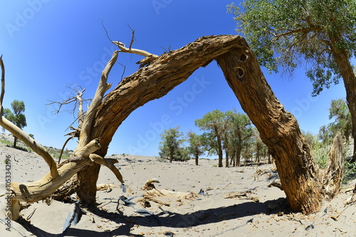 Populus euphratica trees in the desert