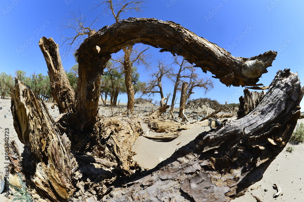 Fototapeta premium Populus euphratica trees in the desert