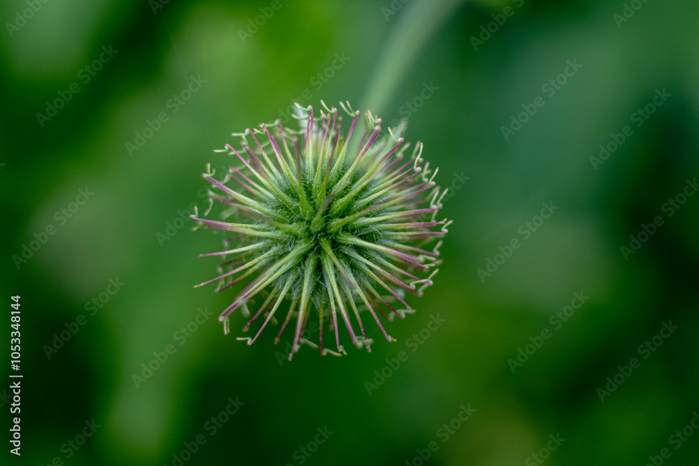 A close-up shot of Geum aleppicum in a natural background A close-up shot of Geum aleppicum in a natural background