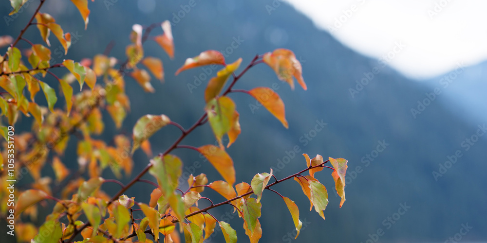 Close-up of orange and green autumn leaves with a soft-focus mountain river and forest in the background Close-up of orange and green autumn leaves with a soft-focus mountain river and forest in the background