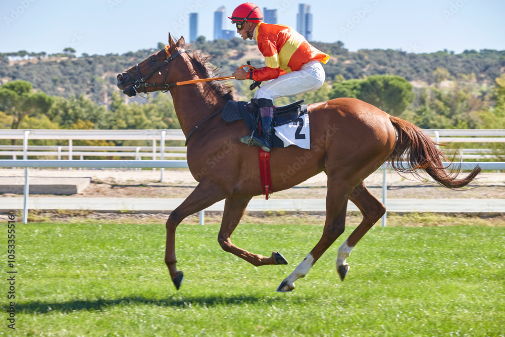 Race horse and jockey. Purebred racing the hippodrome. Turf