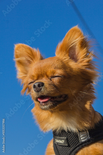 Cão cheio de Estilo