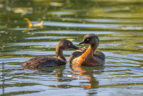 New Zealand grebe in the water