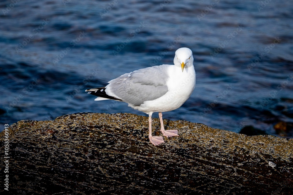 Fototapeta premium Seagull on Rocky Shore