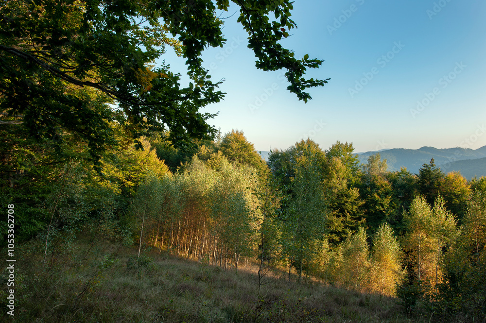 Fototapeta premium Beautiful autumn landscape. Travel, hiking, freedom, active lifestyle. Autumn in the forest.