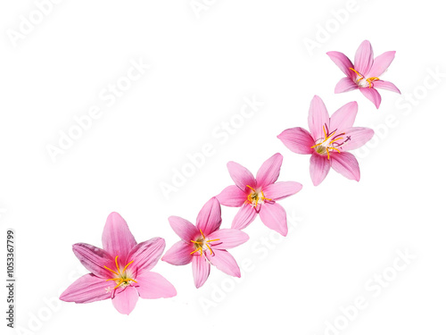 Curcuma flowers isolated on white background. photo