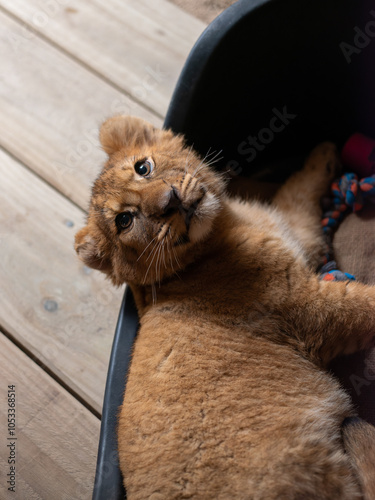 lion cub sleeping on a floor