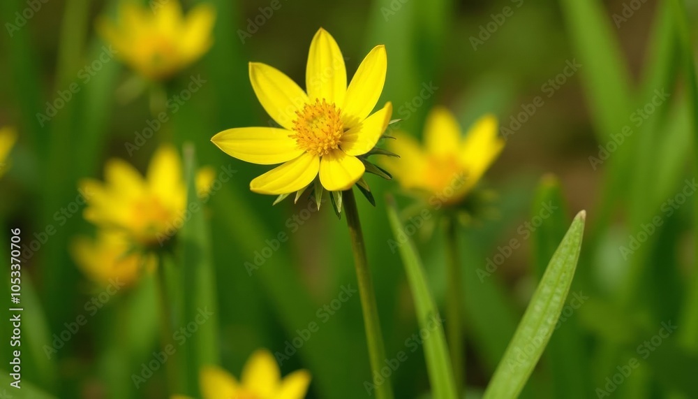 Obraz premium Bright yellow flowers blooming in a field