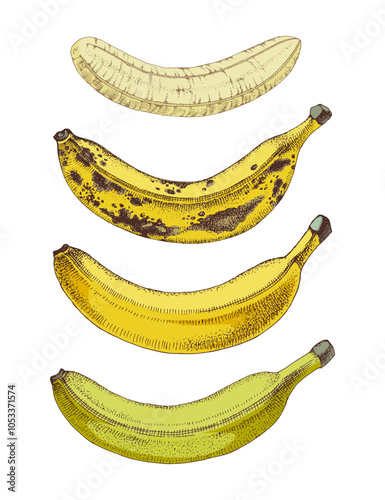 Stages of banana ripening vector illustration