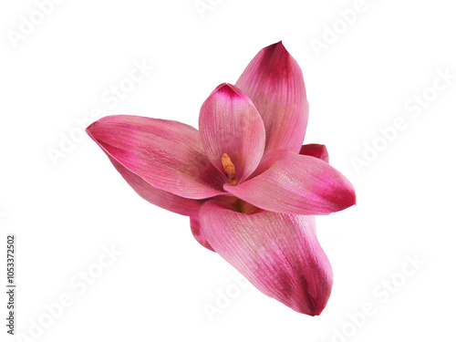 Pink  curcuma flower isolated on white background