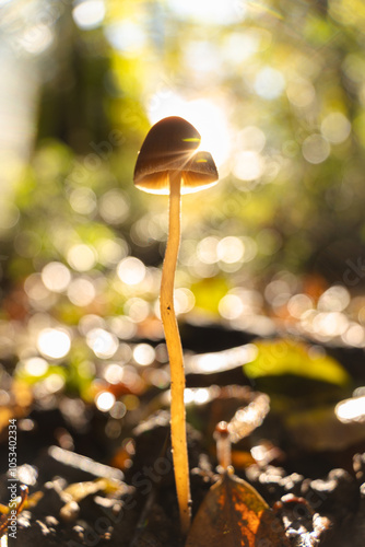 mushroom in autumn forest