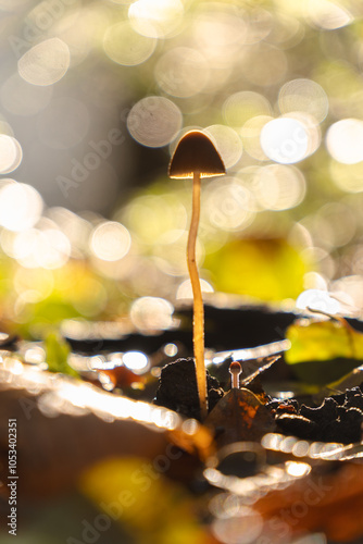 autumn leaves on the ground