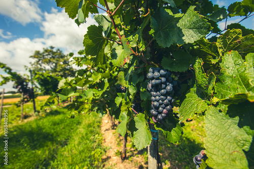 blue merlot grapes in green vineyard