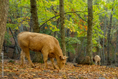 cow in the autum forest