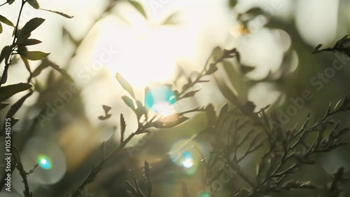 Delight closeup view dry tree branches set beautiful bokeh background enhanced sun flares creating cinematic nature backdrop captured slow motion BMPCC 4K branch flare sunbeam sunny bare dead wood photo