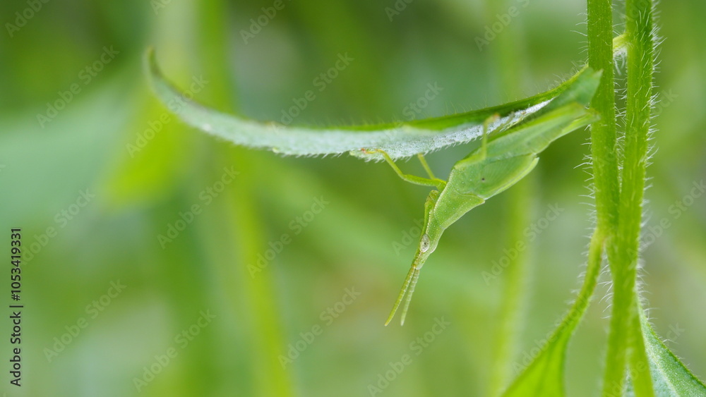 Green Grasshopper Close-up - Macro Photography on Leafy Background Green Grasshopper Close-up - Macro Photography on Leafy Background