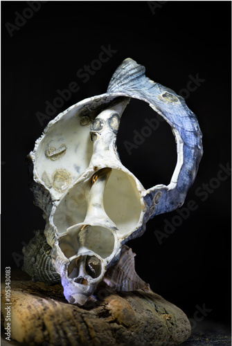 marine shell, prosobranquio, Strombus pugilis photo