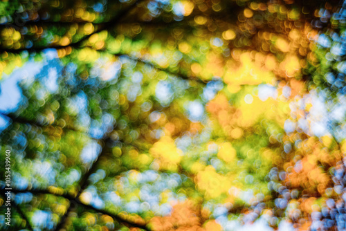 Abstract Bokeh of Autumn Foliage in Woodland Setting in Hungary