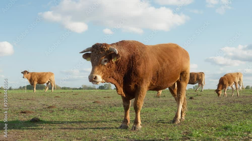 Purebred Limousin bull licks his nose, thrusting his tongue into his nostrils. A male to ensure the fertility and productivity of livestock in the production of marbled beef on a livestock farm. Purebred Limousin bull licks his nose, thrusting his tongue into his nostrils. A male to ensure the fertility and productivity of livestock in the production of marbled beef on a livestock farm.
