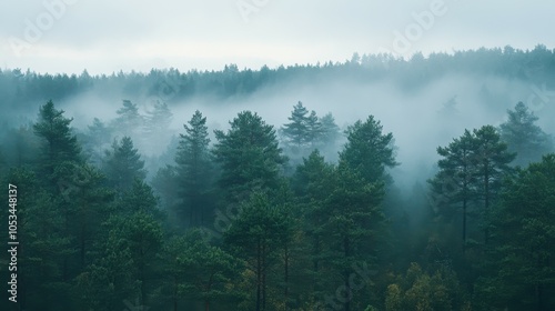 Misty morning in a pine forest