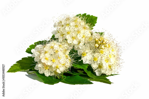 Obraz na płótnie On a white isolated background is a blooming spirea (meadowsweet), of the rose family