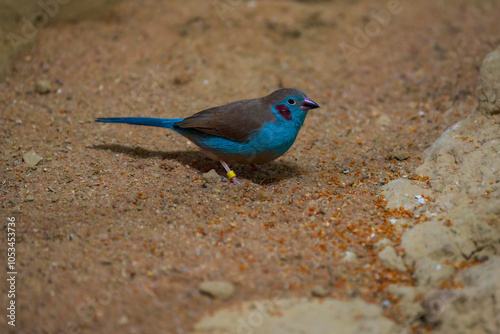 Red-Cheeked Cordon-Bleu Foraging for Food on the Ground