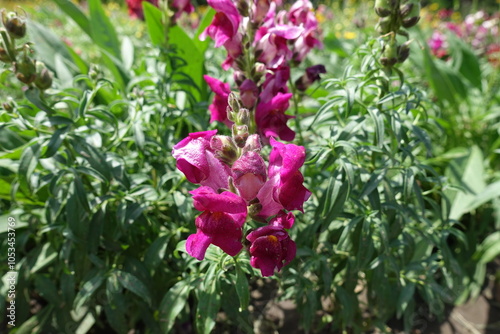 Florescence of magenta colored Antirrhinum majus in mid July