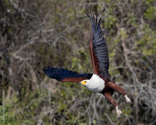 Seeadler  photo