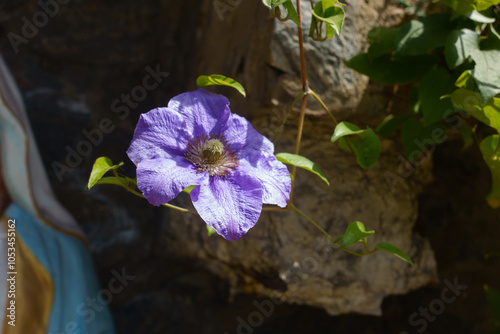 1 violet flower of Clematis in mid July photo