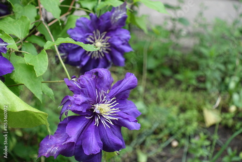 Pair of deep purple double flowers of Clematis in June photo