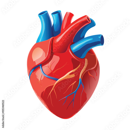 Realistic heart anatomy structure. blood circulation system organ, cardiac muscle with aorta, veins