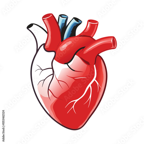 Realistic heart anatomy structure. blood circulation system organ, cardiac muscle with aorta, veins